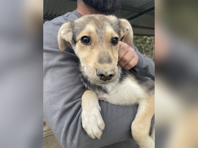 Atlanta, geb. ca. 07/2023, lebt in GRIECHENLAND, auf einer privaten Pflegestelle