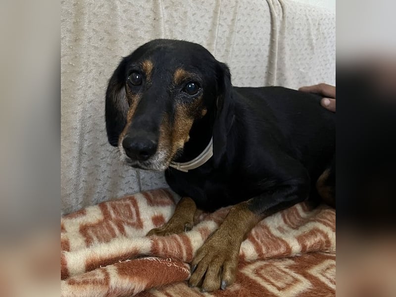 Neria, geb. ca. 11/2020, lebt auf einer Pflegestelle in 95168 Marktleuthen