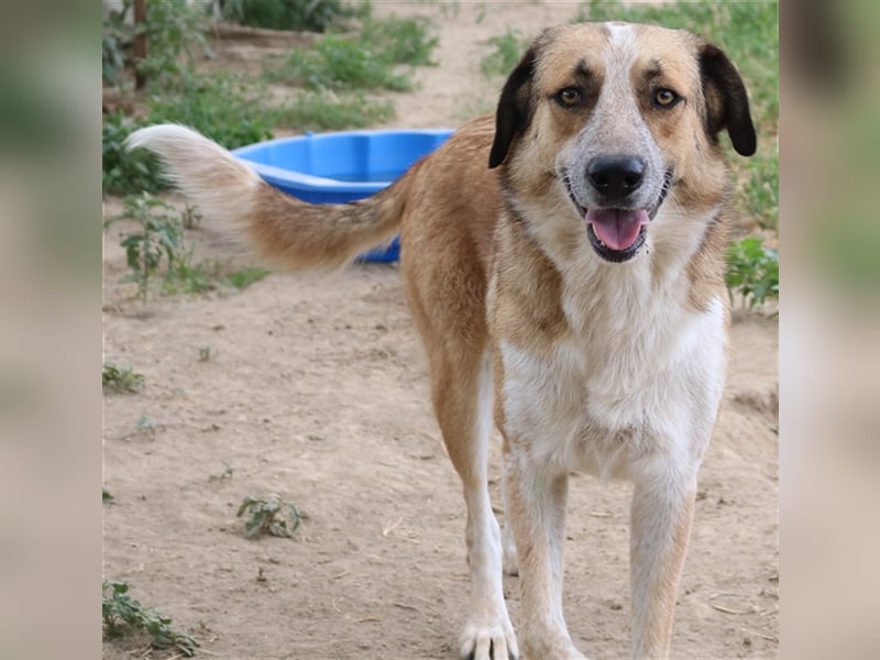 Nena, geb. ca. 10/2017, lebt in GRIECHENLAND, im städt. Tierheim Serres