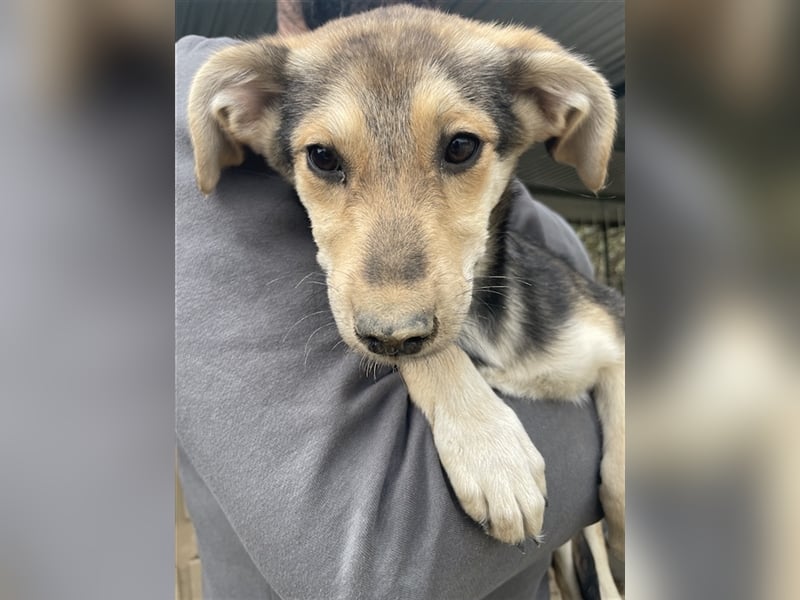 Atlanta, geb. ca. 07/2023, lebt in GRIECHENLAND, auf einer privaten Pflegestelle