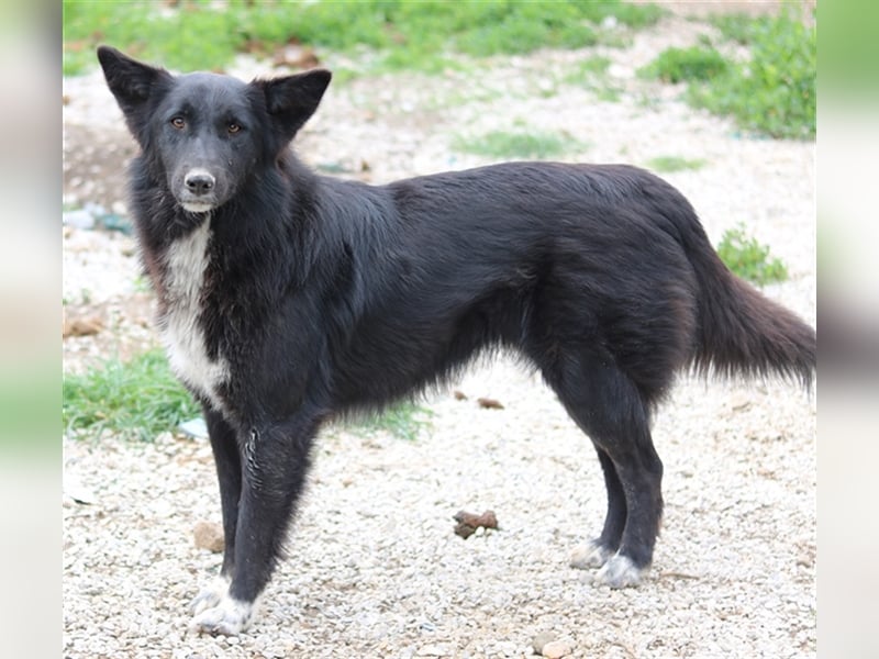 Brooklyn, geb. ca. 08/2020, lebt in GRIECHENLAND, im städt. Tierheim Serres