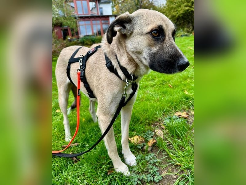 Fary, geb. ca. 02/2024, lebt auf einer Pflegestelle in 58332 Schwelm