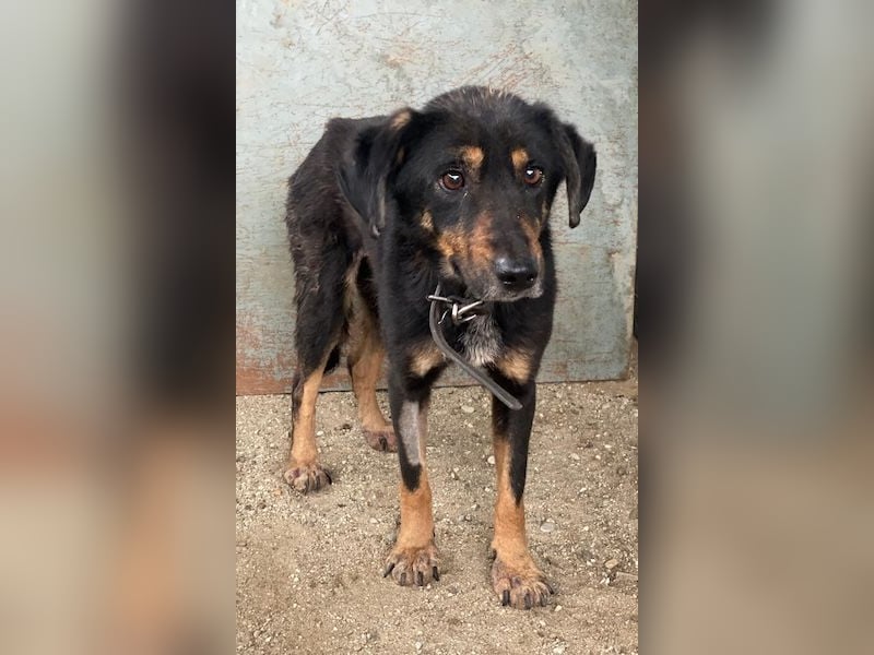 Seli, geb. ca. 02/2021, lebt in GRIECHENLAND, auf einer privaten Pflegestelle