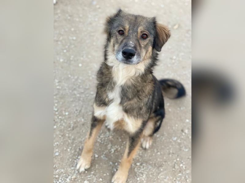 Shiou, geb. ca. 12/2023, lebt in GRIECHENLAND, im städt. Tierheim Serres