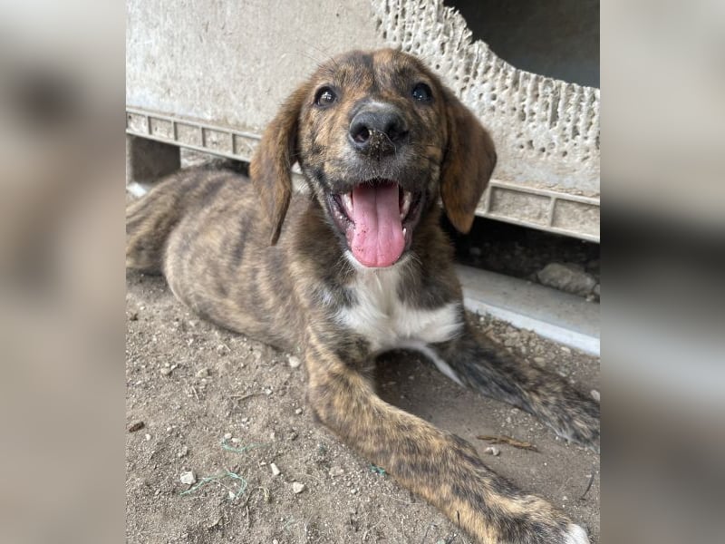 Shelby, geb. ca. 03/2026, lebt in GRIECHENLAND, im städt. Tierheim Serres