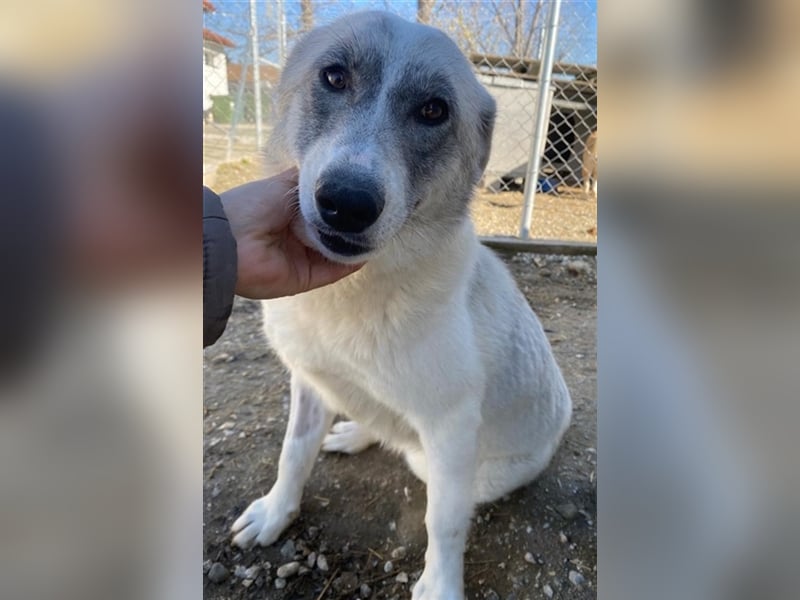 Charlina, geb. ca. 04/2021, lebt in GRIECHENLAND, im städt. Tierheim Serres