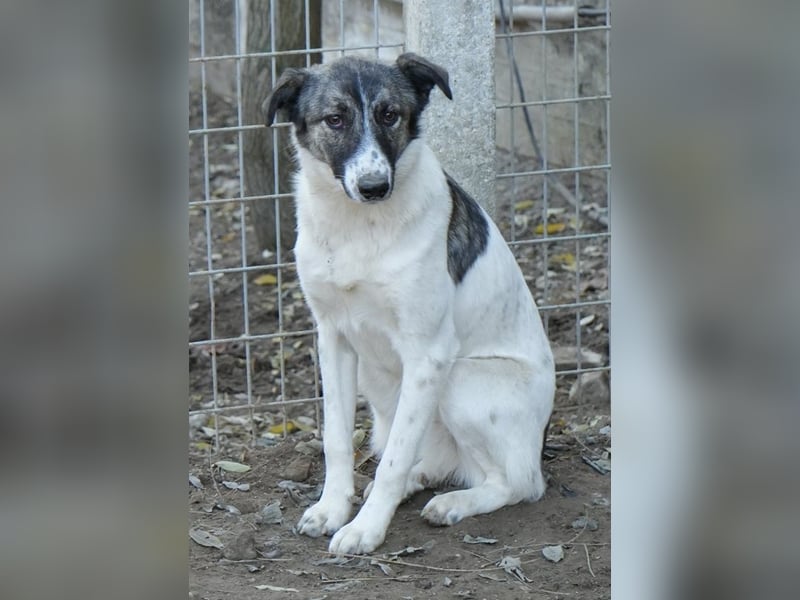 Ranja, geb. ca. 11/2023, lebt in GRIECHENLAND, auf einer privaten Pflegestelle