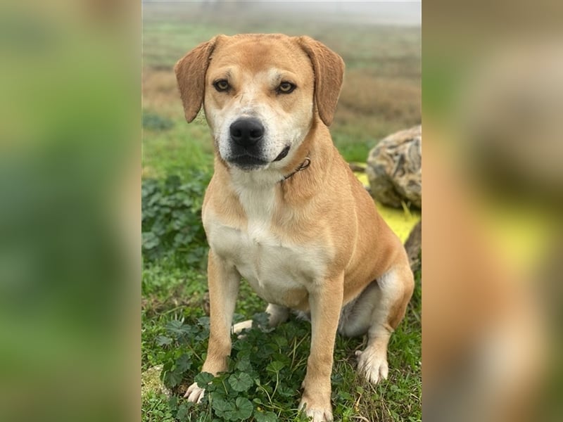 Cece, geb. ca. 12/2019, lebt in GRIECHENLAND, im städt. Tierheim Serres