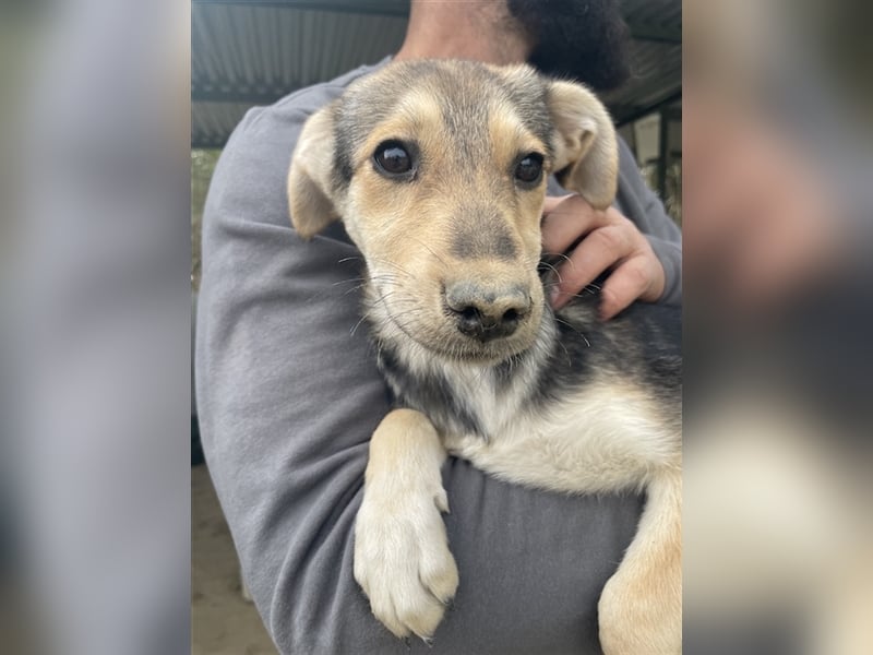 Atlanta, geb. ca. 07/2023, lebt in GRIECHENLAND, auf einer privaten Pflegestelle