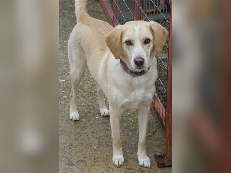 Liza, geb. ca. 05/2018, lebt in GRIECHENLAND, auf einer privaten Pflegestelle