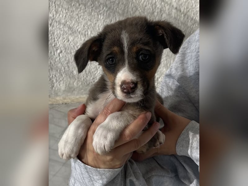 Elsie, geb. ca. 08/2025, lebt in GRIECHENLAND, im städt. Tierheim Serres