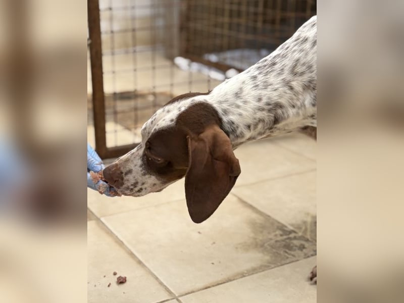 Acira, geb. ca. 04/2023, lebt auf einer Pflegestelle in 67735 Mehlbach