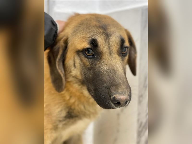 Fritz, geb. ca. 05/2022, lebt in GRIECHENLAND, im städt. Tierheim Serres
