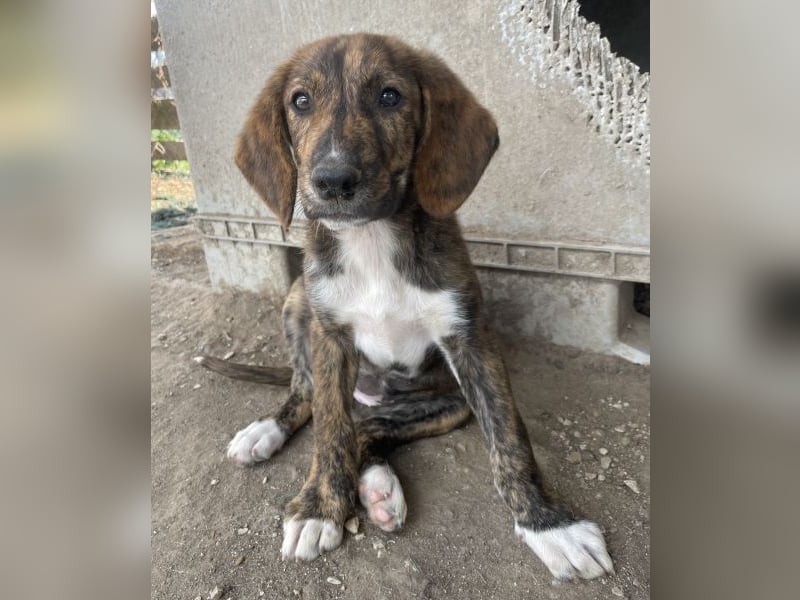 Shelby, geb. ca. 03/2026, lebt in GRIECHENLAND, im städt. Tierheim Serres