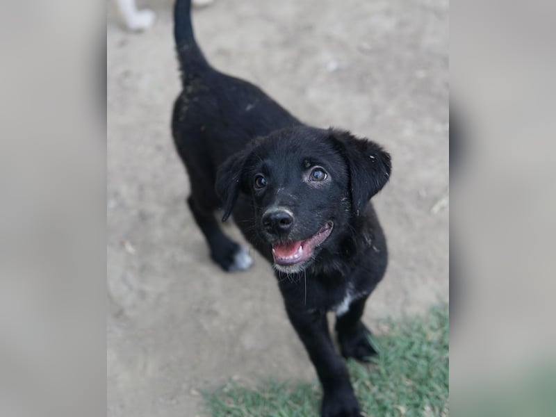 Lillia, geb. ca. 05/2024, lebt in GRIECHENLAND, auf einer privaten Pflegestelle