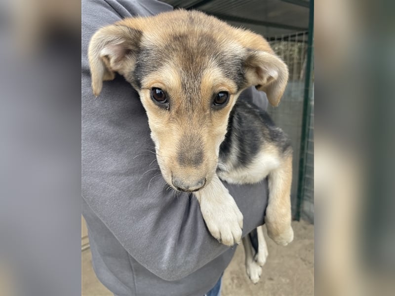 Atlanta, geb. ca. 07/2023, lebt in GRIECHENLAND, auf einer privaten Pflegestelle