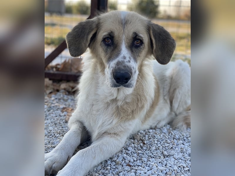 Meraki, geb. ca. 03/2019, lebt in GRIECHENLAND, im städt. Tierheim Serres