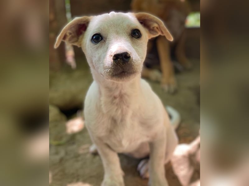 Mimosa, geb. ca. 04/2025, lebt auf einer Pflegestelle in 3072RE Rotterdam