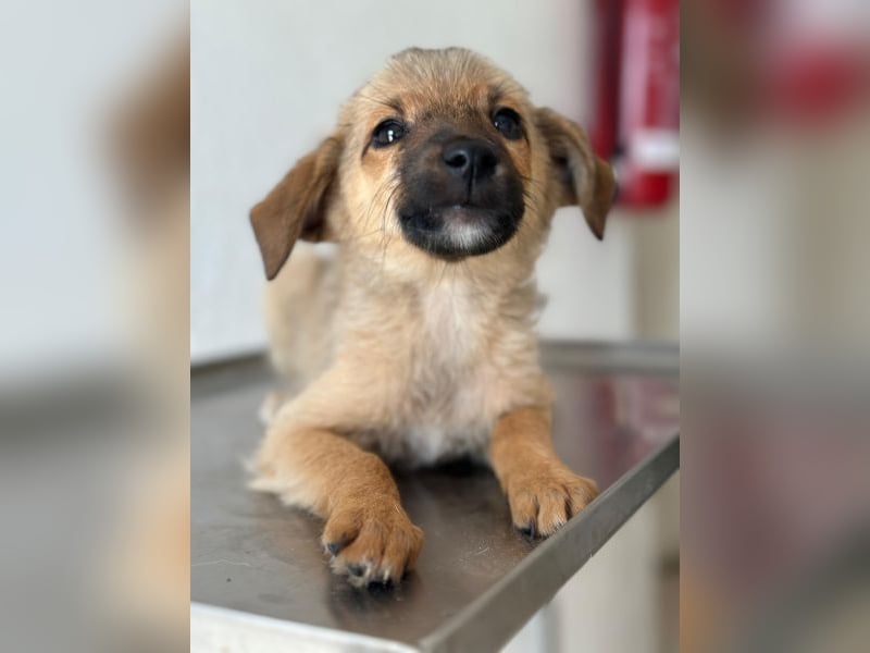 Ronja, geb. ca. 04/2026, lebt in GRIECHENLAND, auf einer privaten Pflegestelle