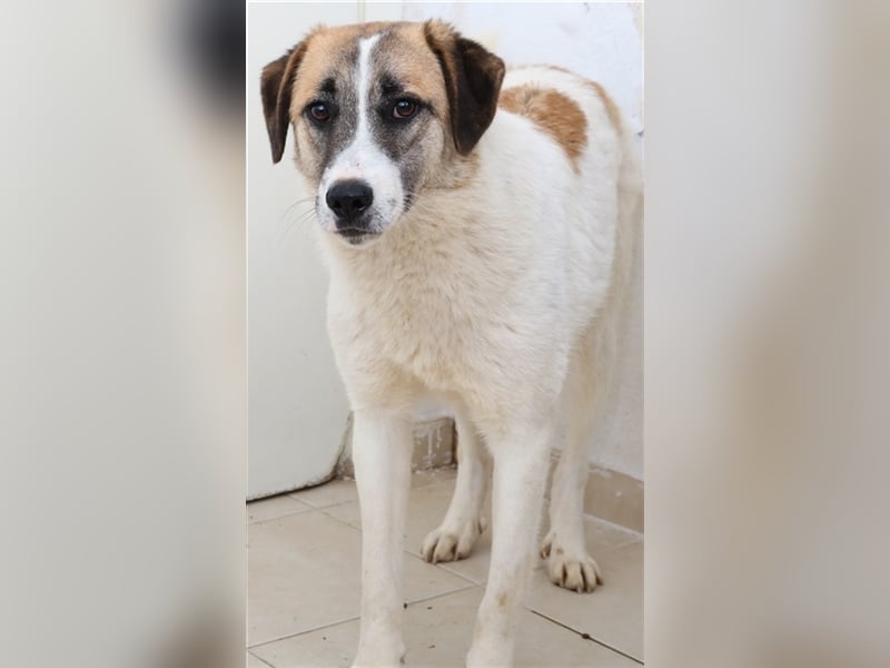 Taro, geb. ca. 08/2018, lebt in GRIECHENLAND, im städt. Tierheim Serres