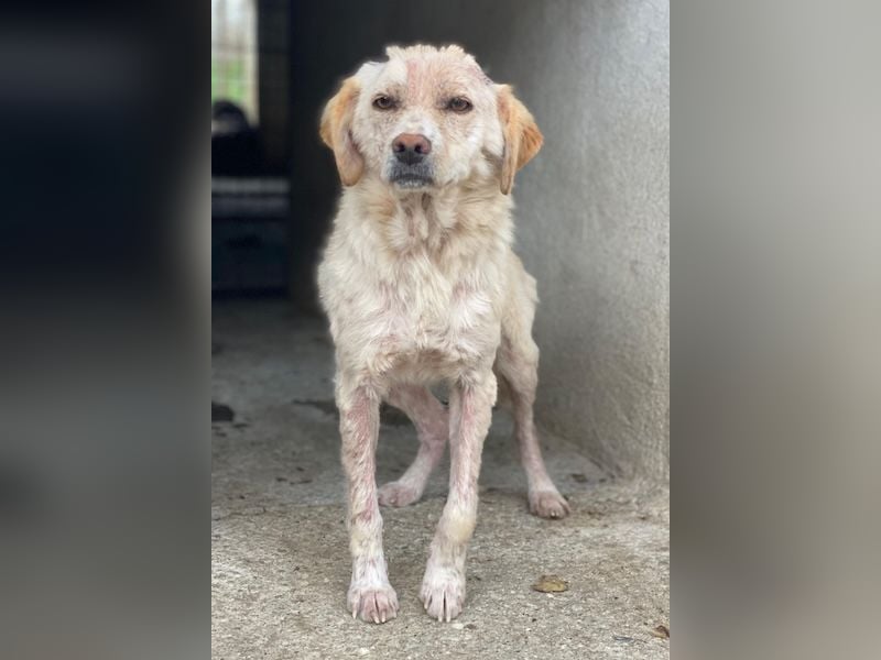 Lumina, geb. ca. 08/2025, lebt in GRIECHENLAND, im städt. Tierheim Serres