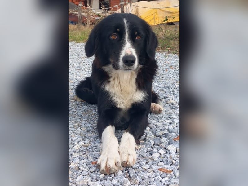 Lascaria, geb. ca. 12/2021, lebt in GRIECHENLAND, auf einer privaten Pflegestelle