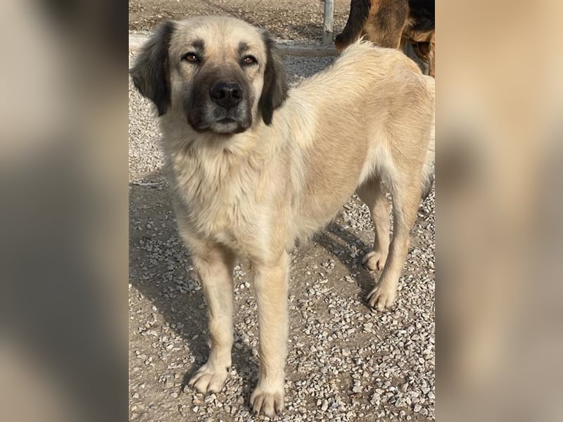 Frea, geb. ca. 02/2021, lebt in GRIECHENLAND, im städt. Tierheim Serres