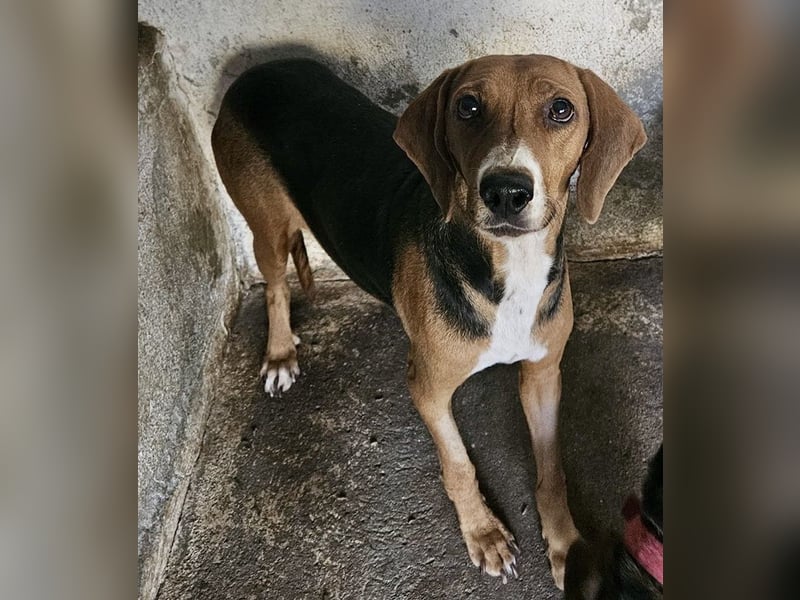 Imelda, geb. ca. 11/2021, lebt in GRIECHENLAND, auf einer privaten Pflegestelle