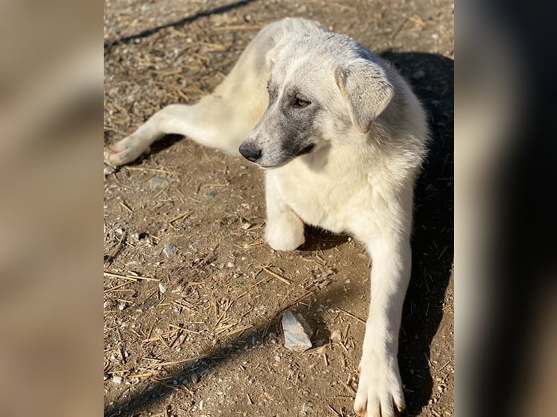 Charlina, geb. ca. 04/2021, lebt in GRIECHENLAND, im städt. Tierheim Serres