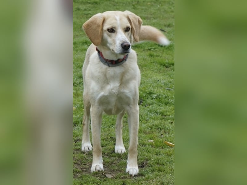 Liza, geb. ca. 05/2018, lebt in GRIECHENLAND, auf einer privaten Pflegestelle