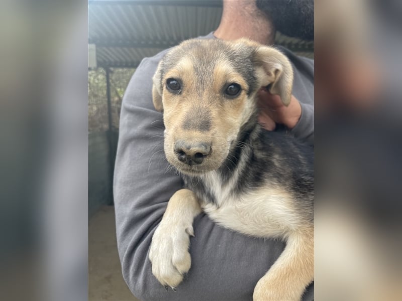 Atlanta, geb. ca. 07/2023, lebt in GRIECHENLAND, auf einer privaten Pflegestelle