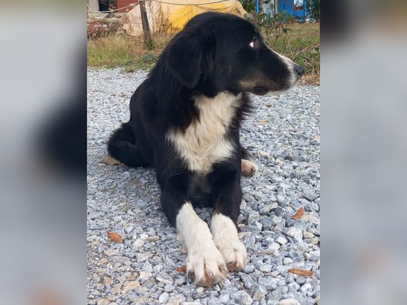 Lascaria, geb. ca. 12/2021, lebt in GRIECHENLAND, auf einer privaten Pflegestelle