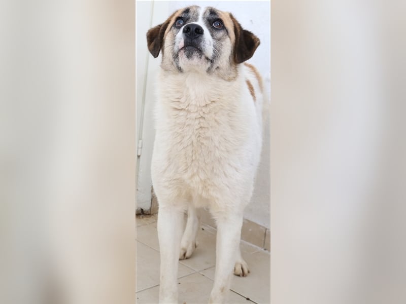 Taro, geb. ca. 08/2018, lebt in GRIECHENLAND, im städt. Tierheim Serres