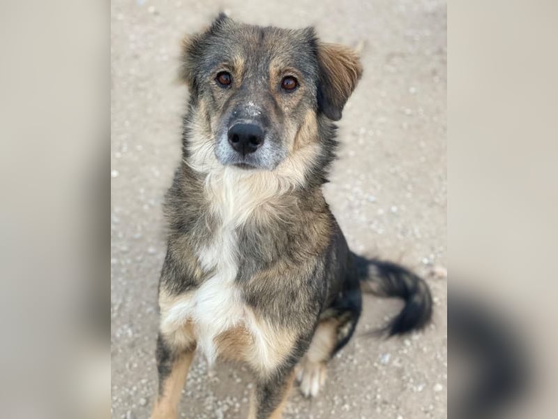 Shiou, geb. ca. 12/2023, lebt in GRIECHENLAND, im städt. Tierheim Serres