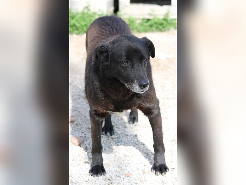 Kenzo, geb. 03/2014, lebt in GRIECHENLAND, im städt. Tierheim Serres