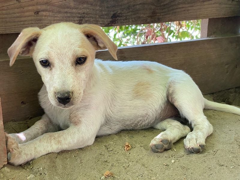 Mimosa, geb. ca. 04/2025, lebt auf einer Pflegestelle in 3072RE Rotterdam