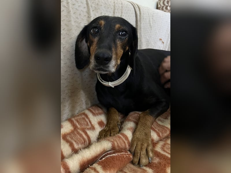 Neria, geb. ca. 11/2020, lebt auf einer Pflegestelle in 95168 Marktleuthen