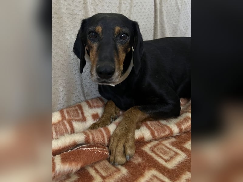 Neria, geb. ca. 11/2020, lebt auf einer Pflegestelle in 95168 Marktleuthen