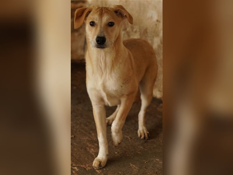 Phoenix, geb. ca. 07/2023, lebt in GRIECHENLAND, auf einer privaten Pflegestelle