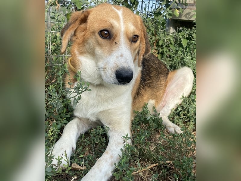 Katja, geb. ca. 12/2019, lebt in GRIECHENLAND, im städt. Tierheim Serres