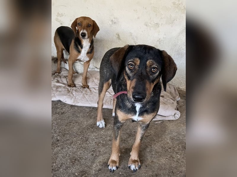 Zona, geb. ca. 11/2022, lebt in GRIECHENLAND, auf einer privaten Pflegestelle