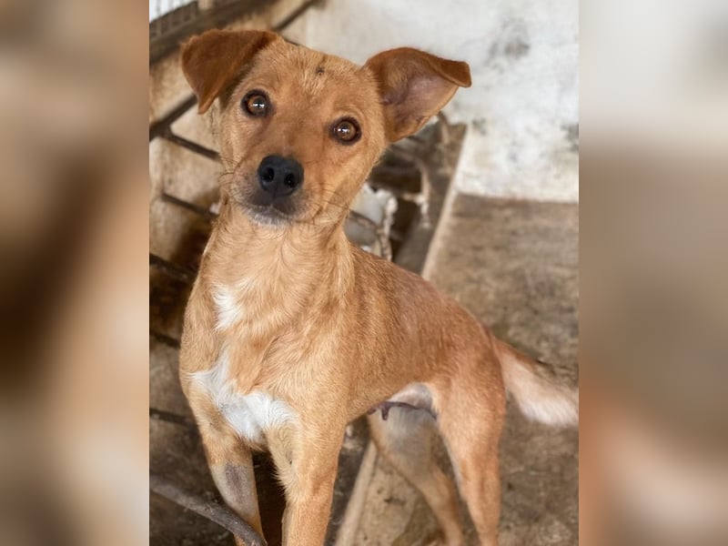 Allya, geb. ca.02/2024, lebt auf einer Pflegestelle in 20457 Hamburg