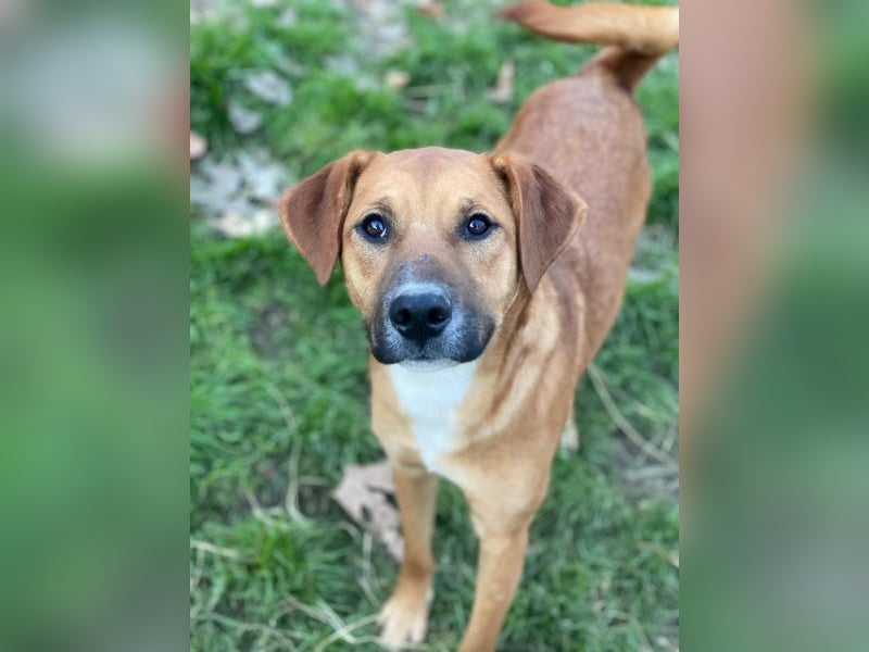 Hunter, geb. ca. 02/2025, lebt auf einer privaten Pflegestelle, 60528 Frankfurt