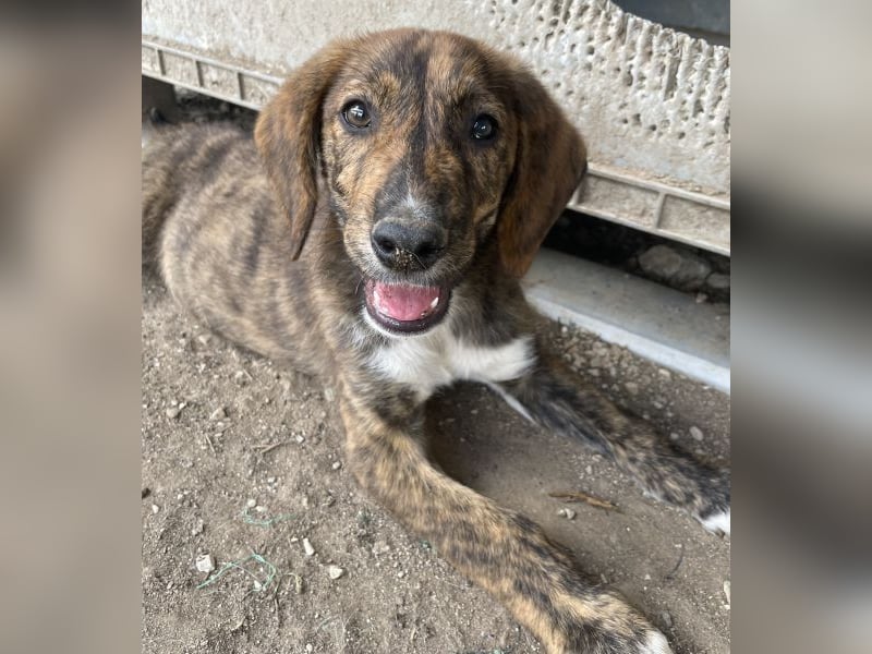 Shelby, geb. ca. 03/2026, lebt in GRIECHENLAND, im städt. Tierheim Serres