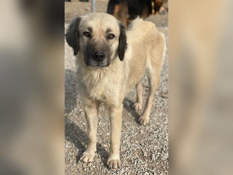 Frea, geb. ca. 02/2021, lebt in GRIECHENLAND, im städt. Tierheim Serres
