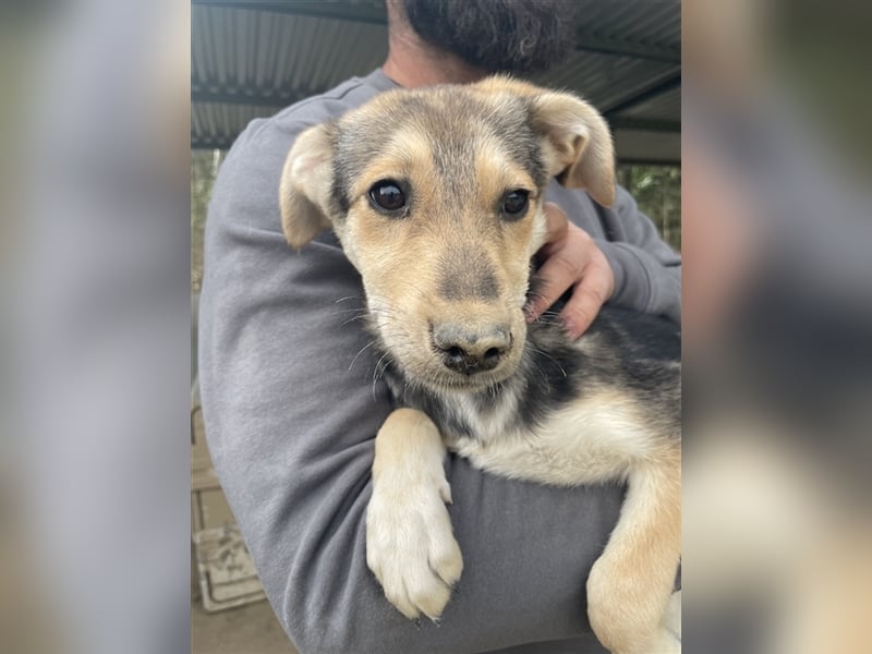 Atlanta, geb. ca. 07/2023, lebt in GRIECHENLAND, auf einer privaten Pflegestelle