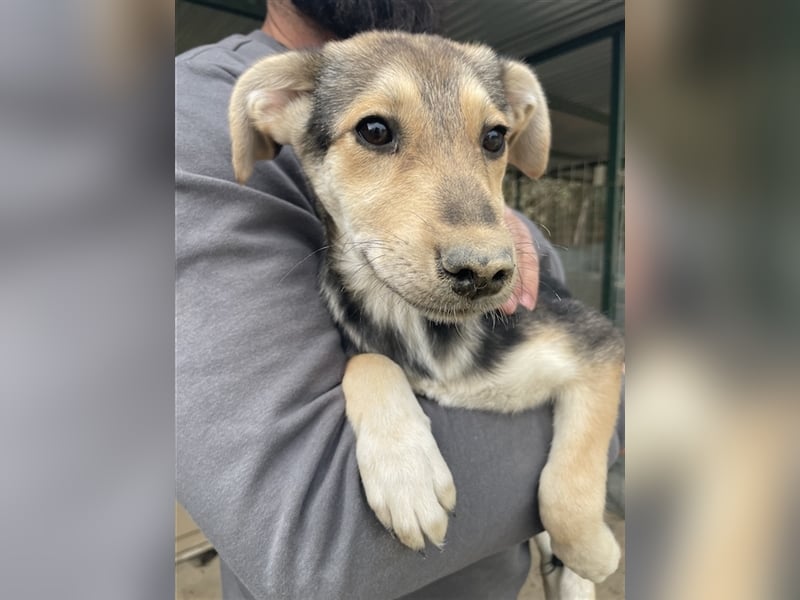 Atlanta, geb. ca. 07/2023, lebt in GRIECHENLAND, auf einer privaten Pflegestelle