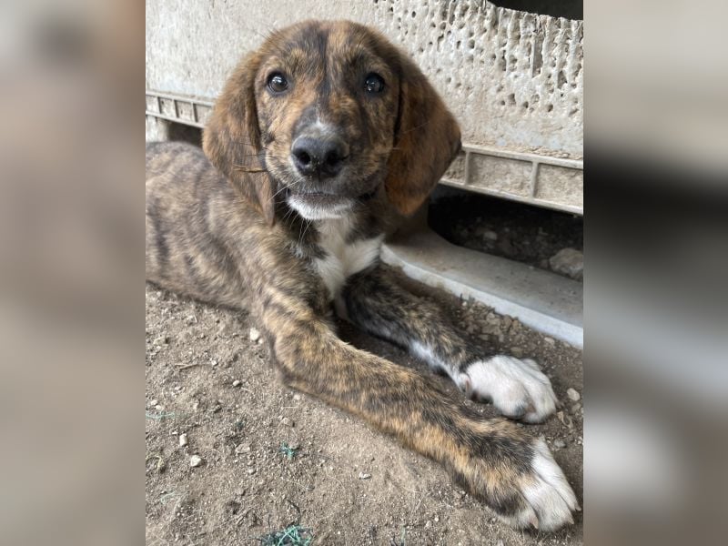 Shelby, geb. ca. 03/2026, lebt in GRIECHENLAND, im städt. Tierheim Serres