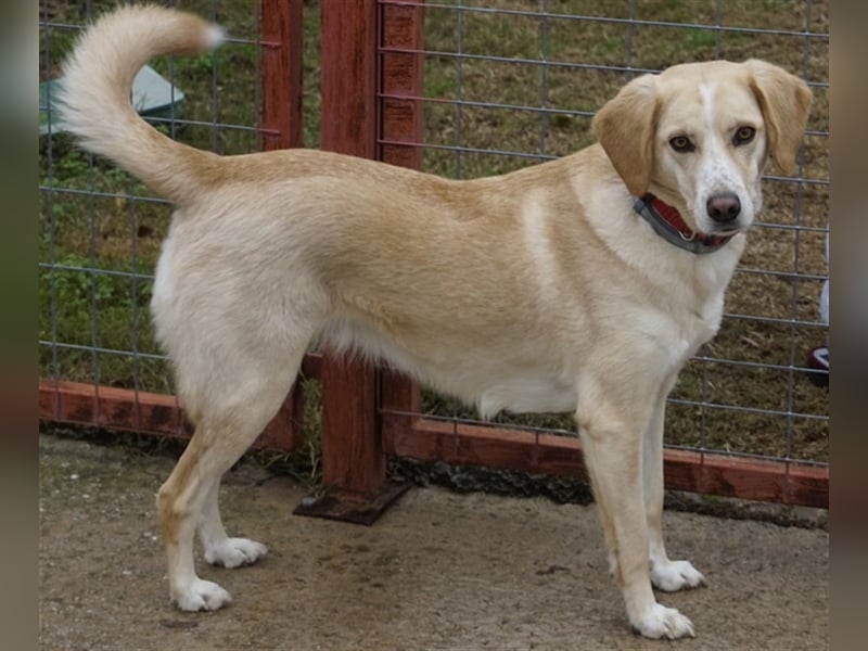 Liza, geb. ca. 05/2018, lebt in GRIECHENLAND, auf einer privaten Pflegestelle