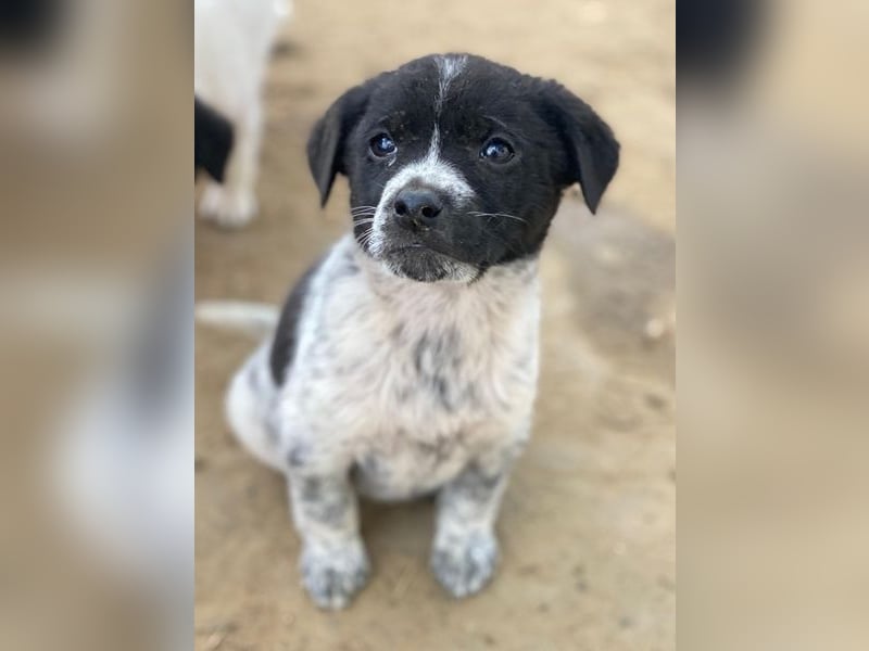 Pascuala, geb. ca. 10/2025, lebt in GRIECHENLAND, auf einer privaten Pflegestelle